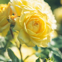 バラ園で開花した黄色い薔薇の美しい花姿と緑の茎葉の写真