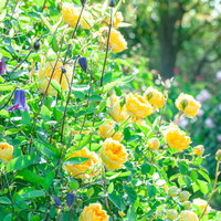 黄色いバラとクレマチスが咲くバラ園の花壇の写真