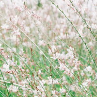 白い花が風に揺れるガウラ（白蝶草）の群生の写真