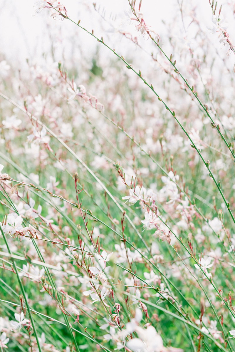 風に揺れる白いガウラ（白蝶草）の花が群生している様子