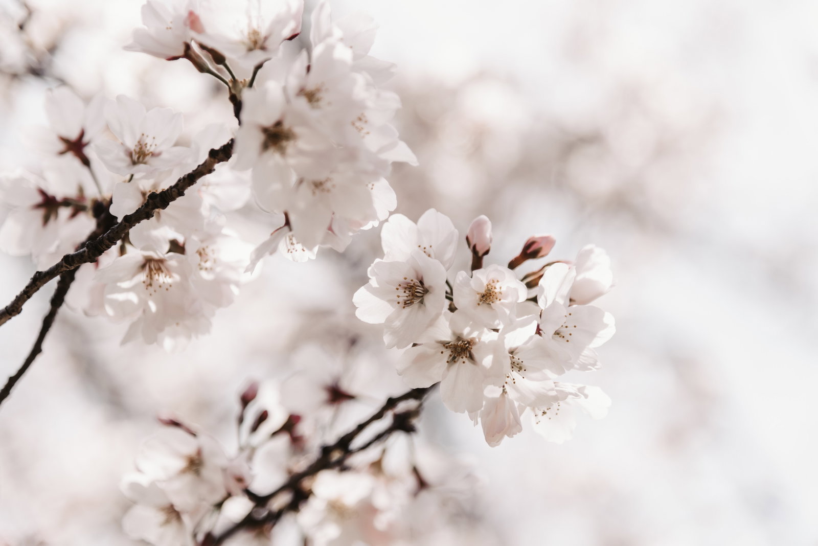 満開に咲く白色から淡いピンク色のソメイヨシノの花
