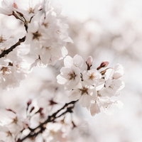 満開に咲くソメイヨシノの枝、春の季節と花の美しさの写真