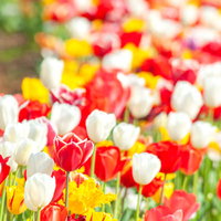 満開のチューリップが咲く花畑の写真