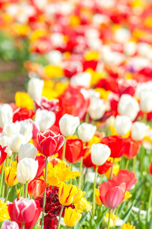 満開のチューリップが咲く花畑