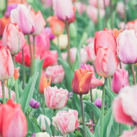 春の花壇で開花を始めるチューリップと新緑の写真