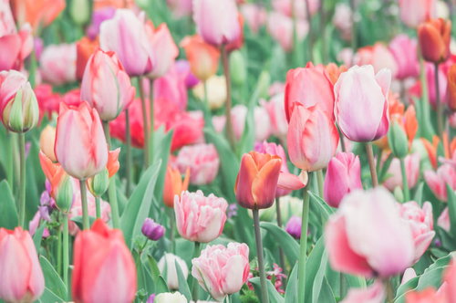 春の花壇で開花を始めるチューリップと新緑