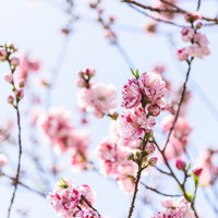 蕾と開花したハナモモの枝。春の庭木の写真