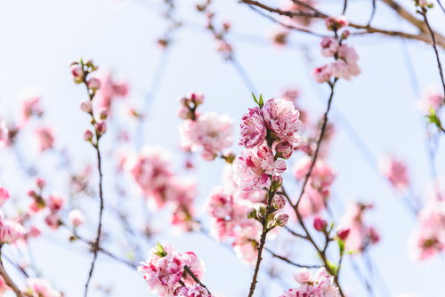 蕾と開花したハナモモの枝。春の庭木