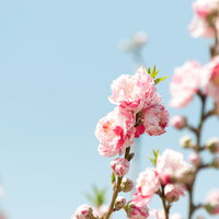 淡いピンク色に開花したハナモモの花びらと枝の写真