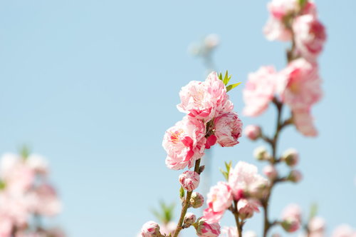 淡いピンク色に開花したハナモモの花びらと枝