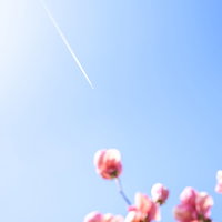 青空と飛行機雲を背景に咲くピンクのマグノリアと飛行機の写真
