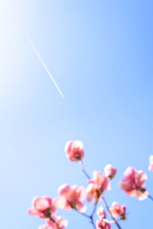 青空と飛行機雲を背景に咲くピンクのマグノリアと飛行機