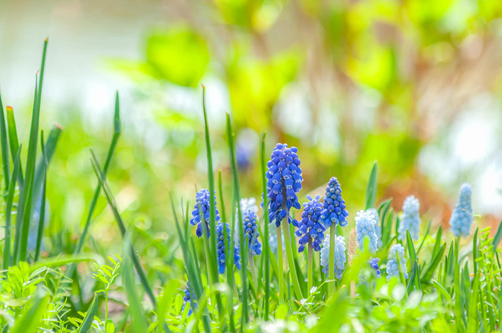 緑の草地に咲く青紫色のムスカリの花