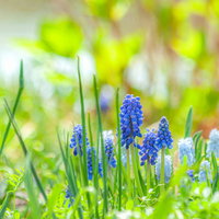春の庭に咲く青紫色のムスカリ 球根植物の代表作の写真