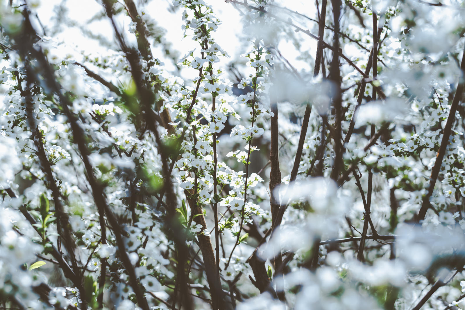 雪に覆われたユキヤナギの細い枝が寒々とした冬の風景を演出している