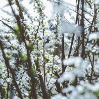雪をかぶったユキヤナギの枝、バラ科の冬の庭木の写真