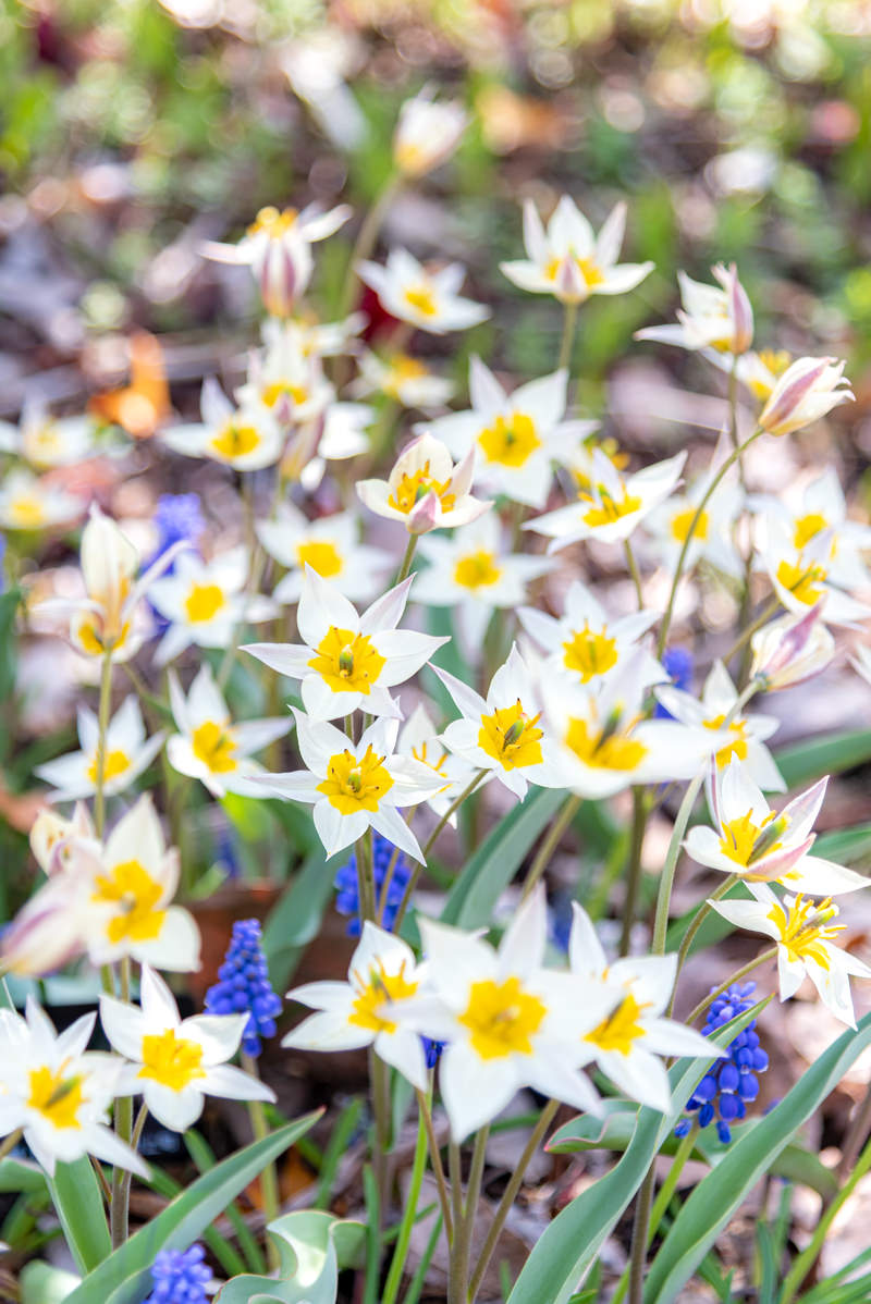 白い花びらの原種チューリップと紫色のムスカリが咲く花壇