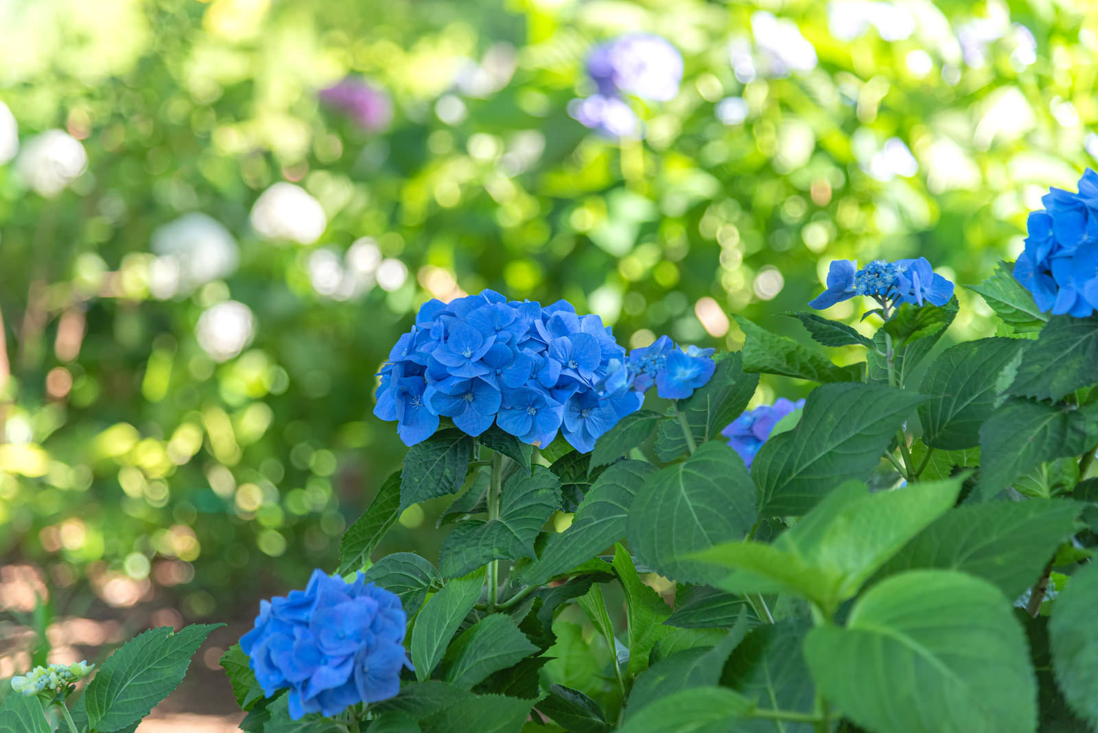 庭で咲く青紫色の紫陽花が群生している写真