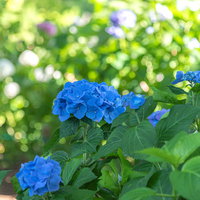 庭に咲く群生する青い紫陽花の花房の写真