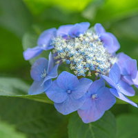 緑の葉に包まれた青紫色の紫陽花の花房の写真