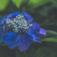 霞みがかる青い紫陽花の花。梅雨の季節に咲く庭木の美しい花の写真