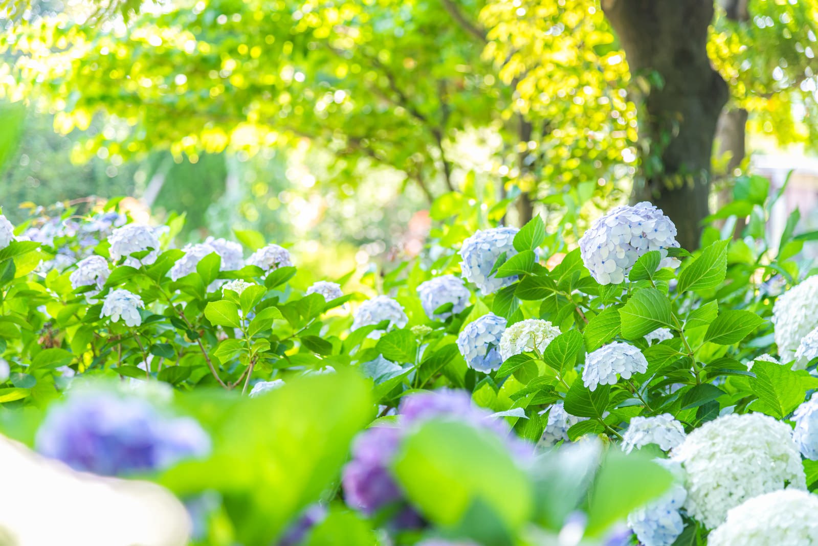 森の緑の中で薄紫色の紫陽花が群生している様子