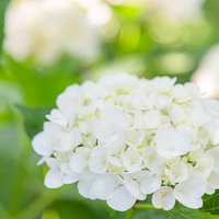 緑の葉に囲まれた大玉の白い紫陽花が咲く梅雨時期の庭の写真