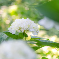 木陰で咲く白い紫陽花：梅雨の季節に咲く上品な花の写真