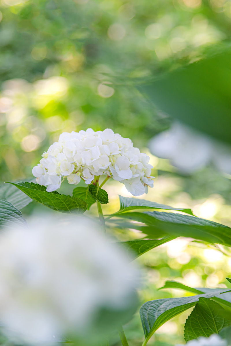 木陰で咲く白い紫陽花の花
