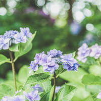 日を浴びる庭の紫陽花 梅雨時期の青紫色の花の写真