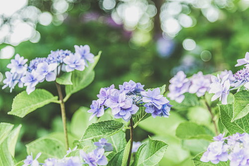 日を浴びる庭の紫陽花 梅雨時期の青紫色の花