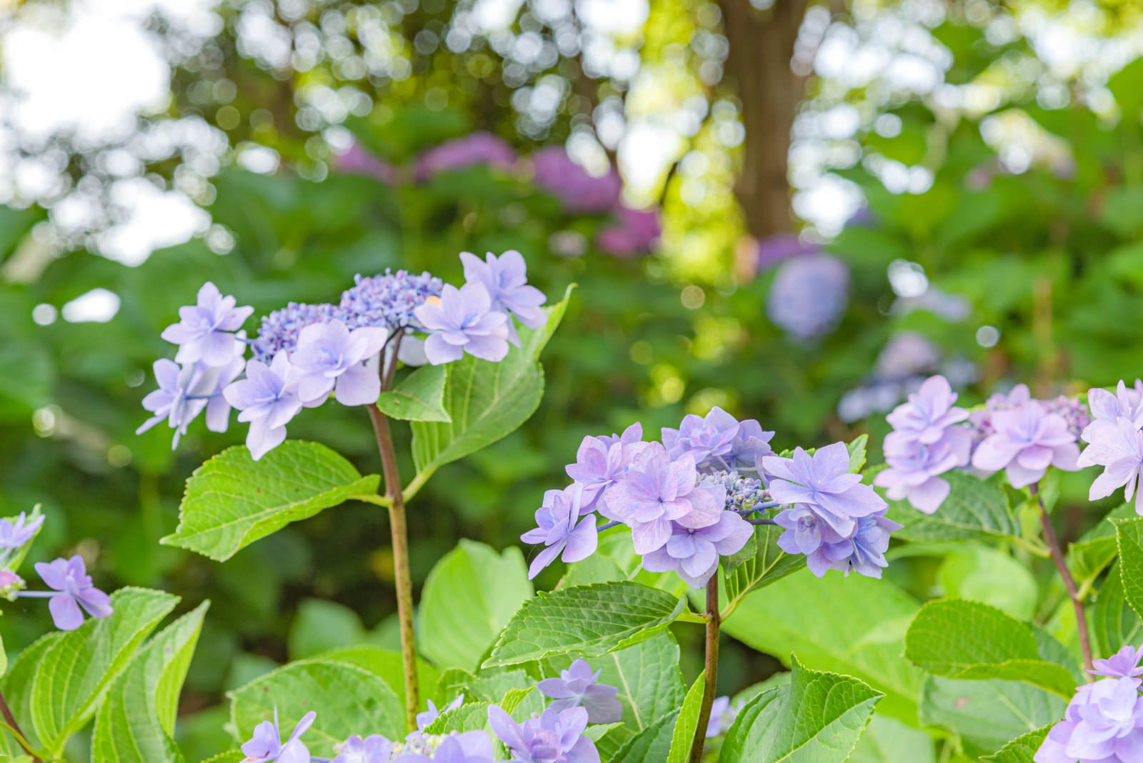 道端で群れて咲く青紫色の紫陽花