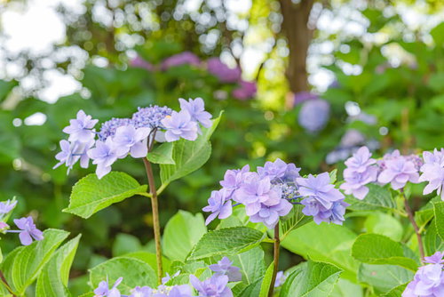道端に溢れる紫陽花、薄紫色の花が梅雨時期に咲く