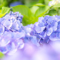 紫陽花の装飾花が咲く梅雨どきの庭で雨に濡れる青紫色の花房の写真