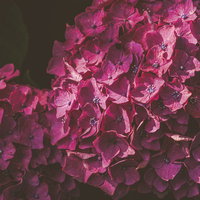 梅雨時季の深紫色に咲く紫陽花の花びら写真の写真