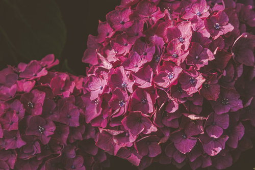 梅雨時季の深紫色に咲く紫陽花の花びら写真
