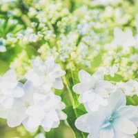 光の中で咲く白い紫陽花 - 梅雨時期の季節の写真