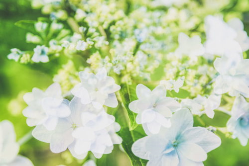 光の中で咲く白い紫陽花 - 梅雨時期の季節