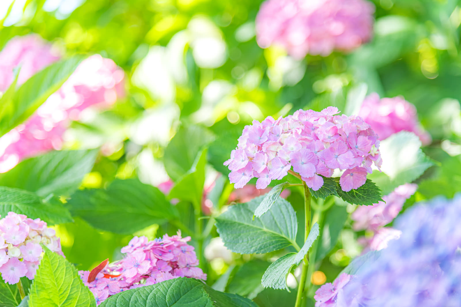 ピンク色のアジサイの花房が日差しを浴びており、背景には複数の花がぼけて見えている