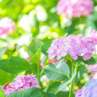 日を浴びた紫陽花の花房 梅雨時期の淡いピンク紫色の小花が咲き誇る庭木の写真