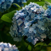日陰に咲く紫陽花の花と緑の葉、梅雨の季節を彩る初夏の風景の写真