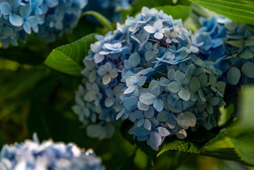 日陰に咲く紫陽花の花と緑の葉、梅雨の季節を彩る初夏の風景