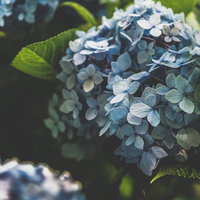 紫陽花の装飾花に注ぐ光と青い花房、梅雨時期の庭園風景の写真