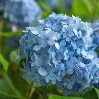 水色に咲く紫陽花の花房の写真