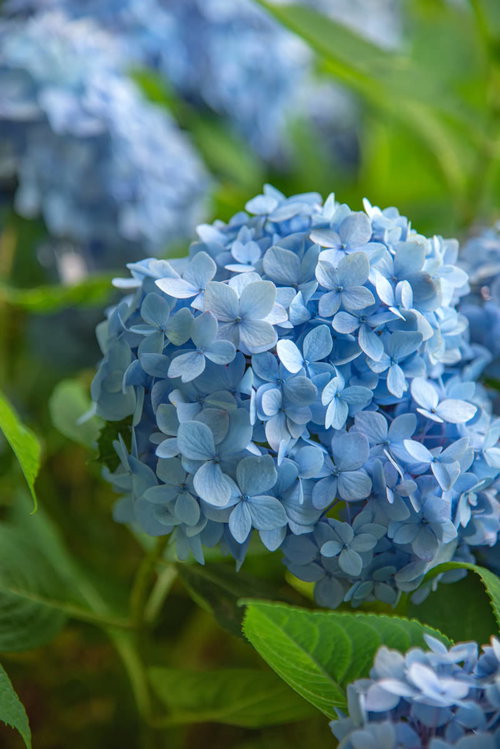 水色に咲く紫陽花の花房