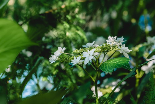 緑に包まれて咲く白いアジサイ　梅雨の季節の庭木