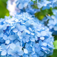 大玉を描く青色の紫陽花の装飾花、梅雨時期の庭園に咲く初夏の季節の花の写真