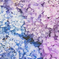 青から紫、ピンクへと彩る満開の紫陽花が広がるの写真