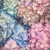 満開の紫陽花が咲き誇る花畑の壁紙の写真