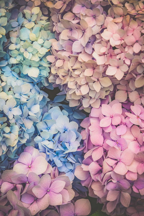 満開の紫陽花が咲き誇る花畑の壁紙